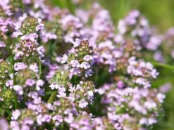 Thymus vulgaris 'Faustini' (Keukentijm)