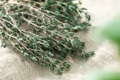 Thymus vulgaris 'Faustini' (Keukentijm)
