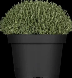 Thymus vulgaris 'Faustini' (Keukentijm)