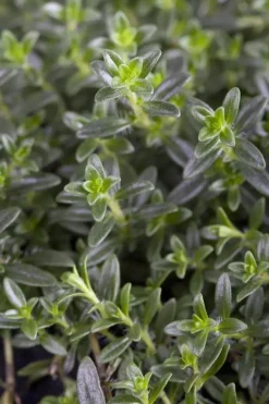 Thymus vulgaris 'Faustini' (Keukentijm)