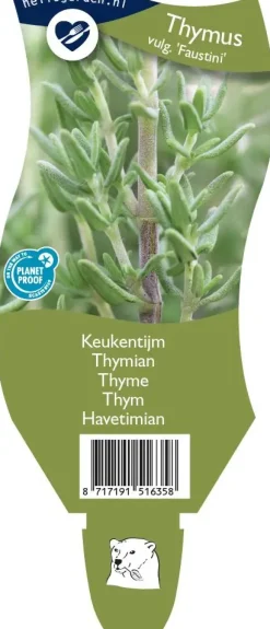 Thymus vulgaris 'Faustini' (Keukentijm)
