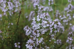 Thymus vulgaris 'Faustini' (Keukentijm)