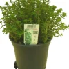 Thymus x citriodorus, grün-weiß (Citroentijm)