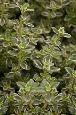 Thymus x citriodorus, grün-weiß (Citroentijm)