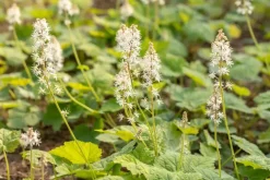 Tiarella cordifolia (Schuimbloem)