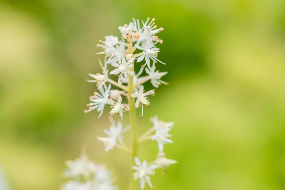 Tiarella cordifolia (Schuimbloem)