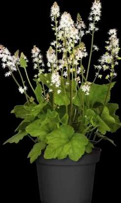 Tiarella cordifolia (Schuimbloem)