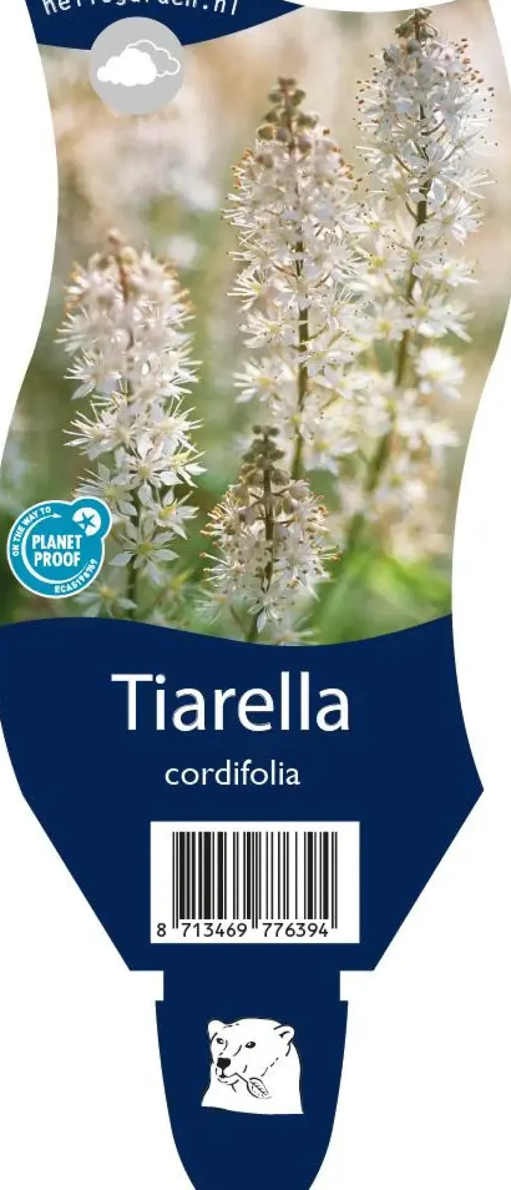 Tiarella cordifolia (Schuimbloem)