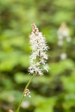 Tiarella cordifolia (Schuimbloem)