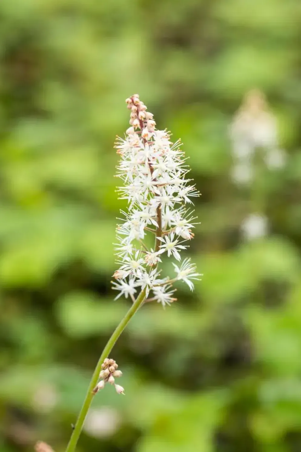 Tiarella cordifolia (Schuimbloem)