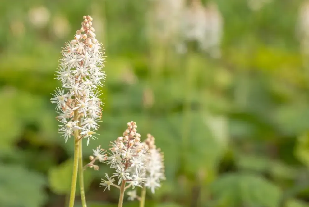 Tiarella cordifolia (Schuimbloem)
