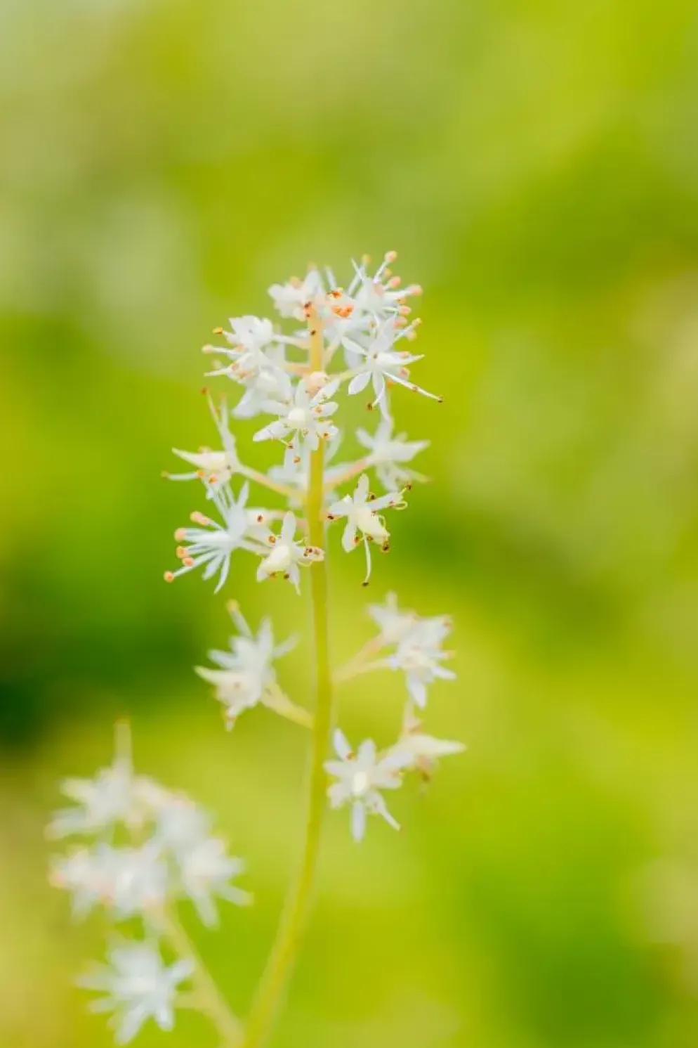 Tiarella cordifolia (Schuimbloem)