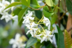 Trachelospermum jasminoides (Toscaanse jasmijn)
