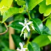Trachelospermum jasminoides (Toscaanse jasmijn)