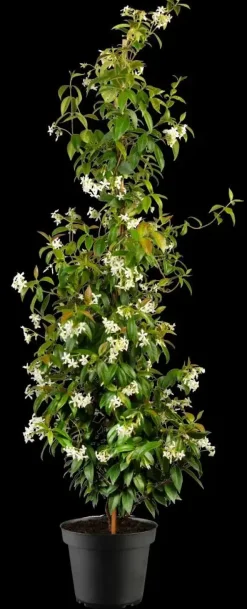 Trachelospermum jasminoides (Toscaanse jasmijn)