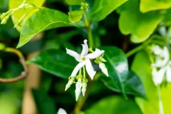 Trachelospermum jasminoides (Toscaanse jasmijn)