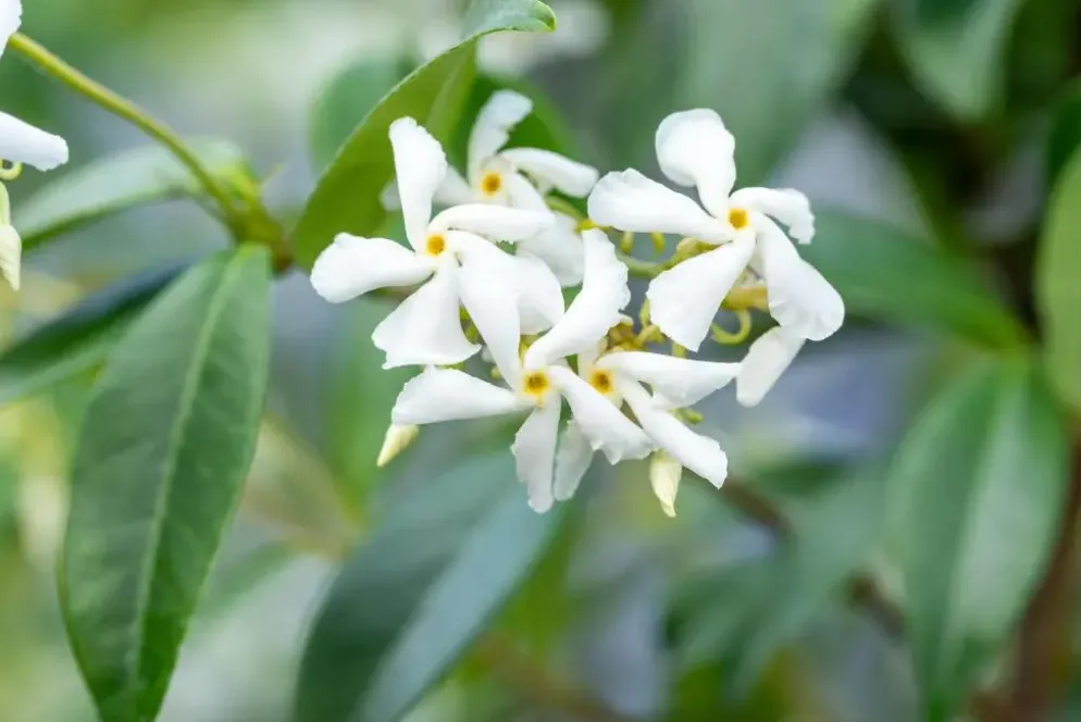 Trachelospermum jasminoides (Toscaanse jasmijn)