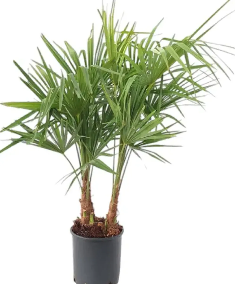 Trachycarpus fortunei (Chinese Waaierpalm) 110cm