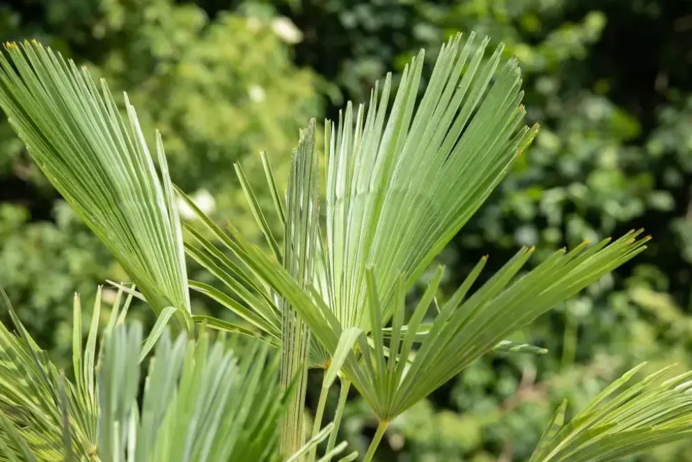 Trachycarpus fortunei (Chinese Waaierpalm) 110cm