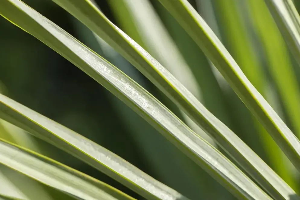 Trachycarpus fortunei (Chinese Waaierpalm) 110cm