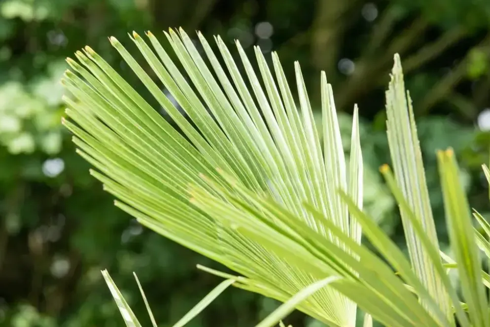 Trachycarpus fortunei (Chinese Waaierpalm) 110cm