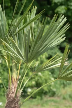 Trachycarpus fortunei (Chinese Waaierpalm) 110cm
