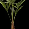 Trachycarpus fortunei (Europese palm)