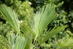 Trachycarpus fortunei (Europese palm)