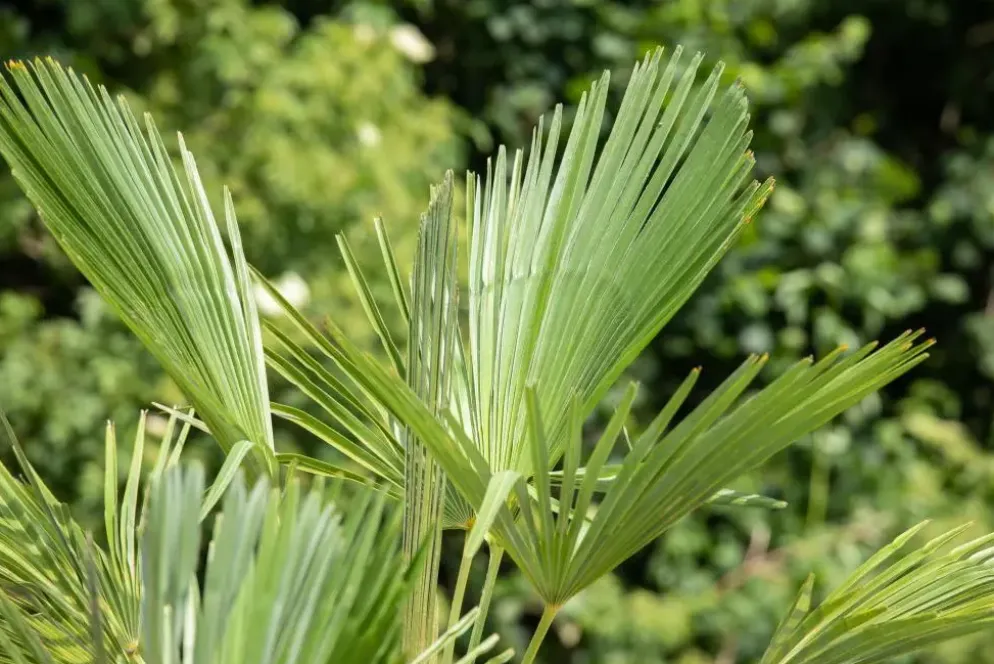 Trachycarpus fortunei (Europese palm)