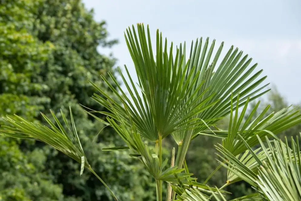Trachycarpus fortunei (Europese palm)