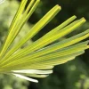 Trachycarpus fortunei (Europese palm)