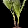 Trachycarpus fortunei (Europese palm)