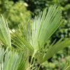 Trachycarpus fortunei (Europese palm)