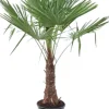 Trachycarpus fortunei (Windmolenpalm) 180cm