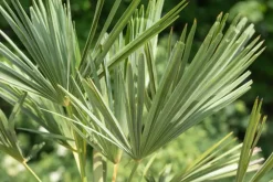 Trachycarpus fortunei (Windmolenpalm) 180cm