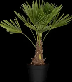 Trachycarpus fortunei (Windmolenpalm) 180cm