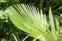 Trachycarpus fortunei (Windmolenpalm) 180cm