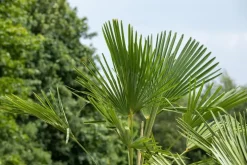 Trachycarpus fortunei (Windmolenpalm) 180cm