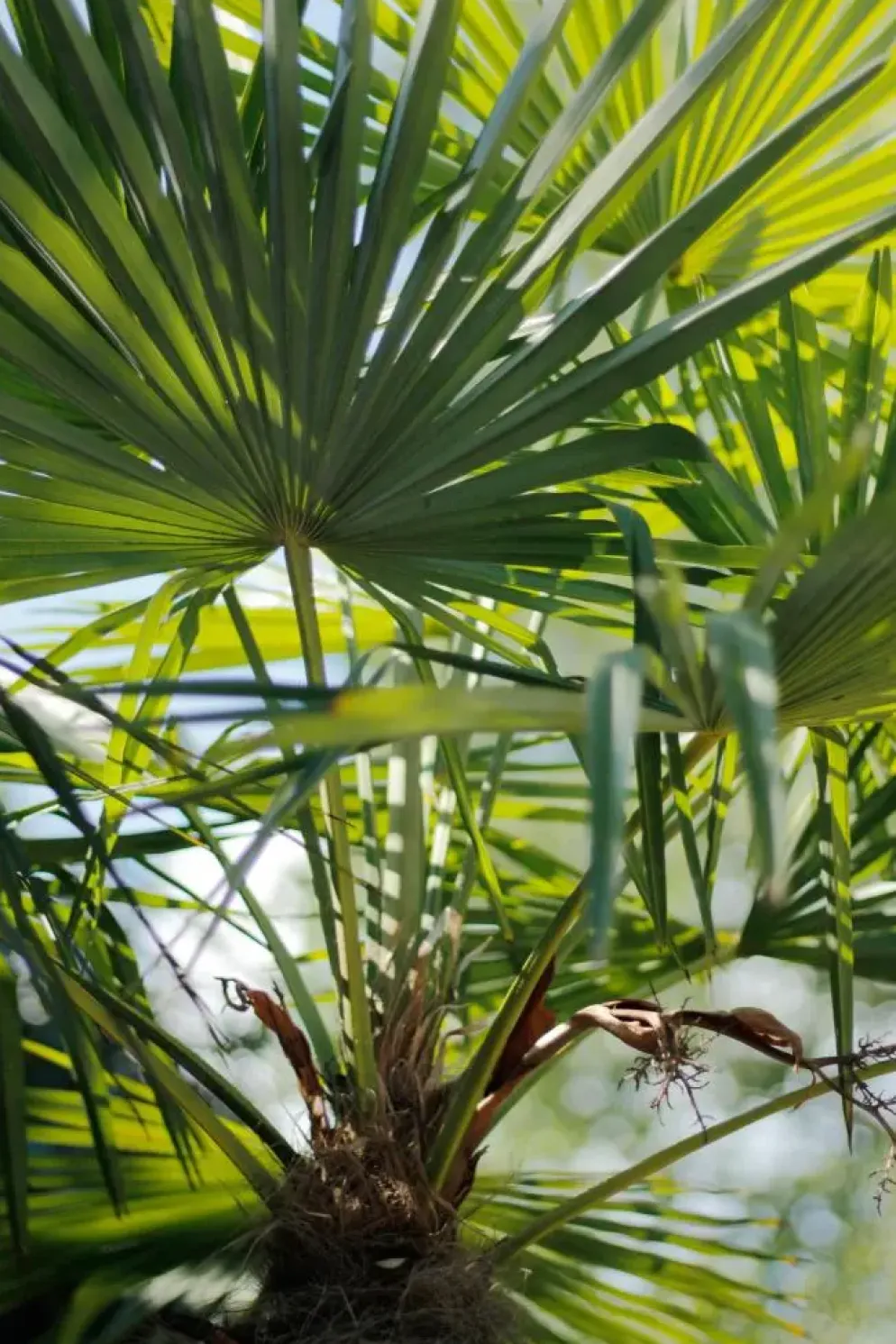 Trachycarpus fortunei (Windmolenpalm) 180cm
