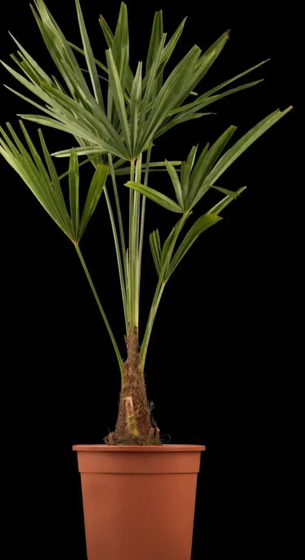 Trachycarpus fortunei (Windmolenpalm) 180cm