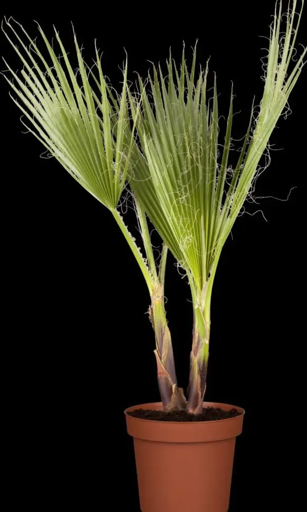 Trachycarpus fortunei (Windmolenpalm) 180cm