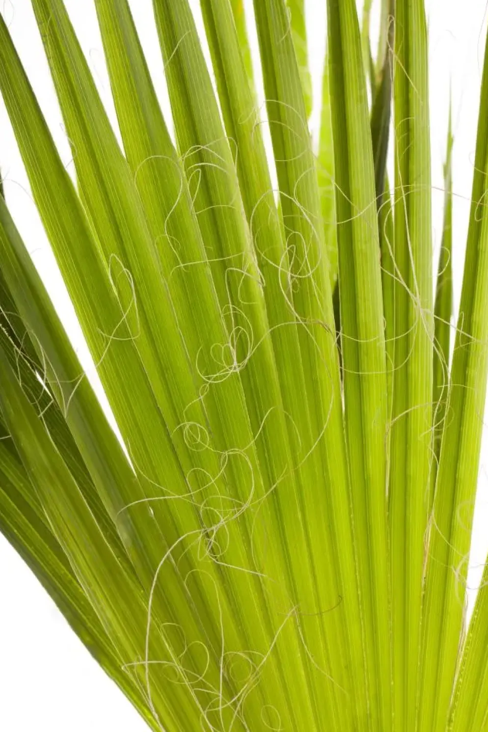 Trachycarpus fortunei (Windmolenpalm) 180cm