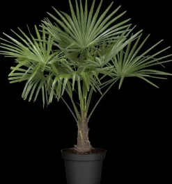 Trachycarpus fortunei (Windmolenpalm) 180cm