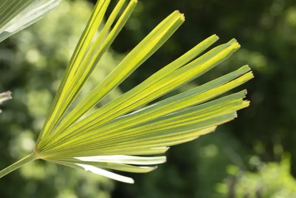 Trachycarpus fortunei (Windmolenpalm) 180cm