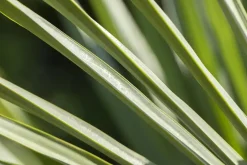 Trachycarpus fortunei (Windmolenpalm) 180cm