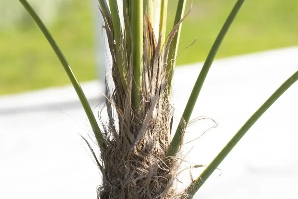 Trachycarpus fortunei (Windmolenpalm) 180cm