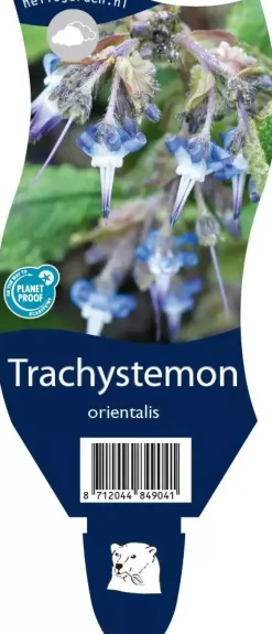 Trachystemon orientalis (Oriëntaals Komkommerkruid)