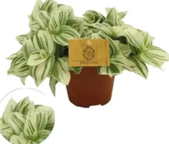 Tradescantia 'Brightness' (Vaderplant) 10cm