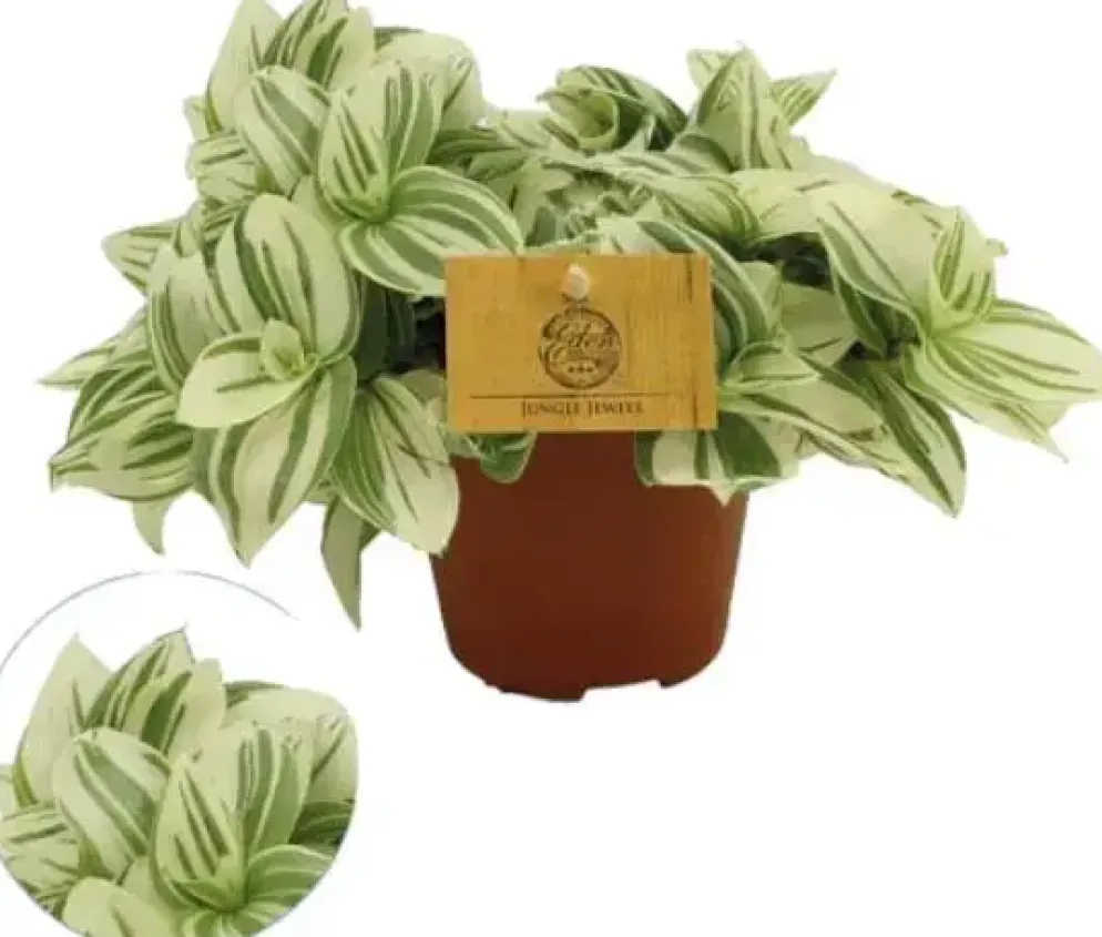 Tradescantia 'Brightness' (Vaderplant) 10cm