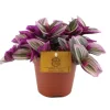 Tradescantia nanouk (Vaderplant) 20cm